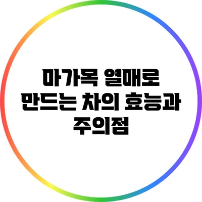 마가목 열매로 만드는 차의 효능과 주의점