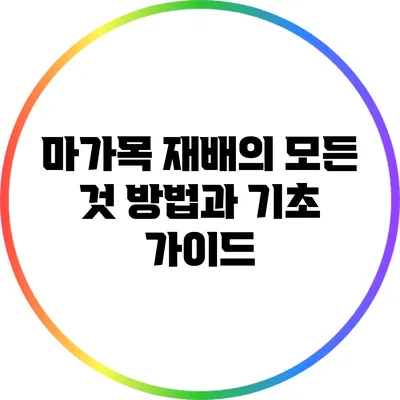 마가목 재배의 모든 것: 방법과 기초 가이드